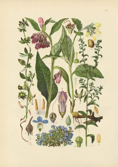 Illustrierte Flora von Mitteleuropa Pl.219 av Gustav Hegi