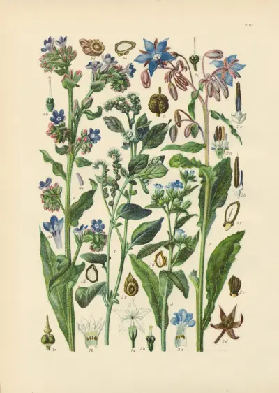 Illustrierte Flora von Mitteleuropa Pl.220 av Gustav Hegi