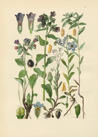 Illustrerade flora från Centraleuropa Pl.221 av Gustav Hegi
