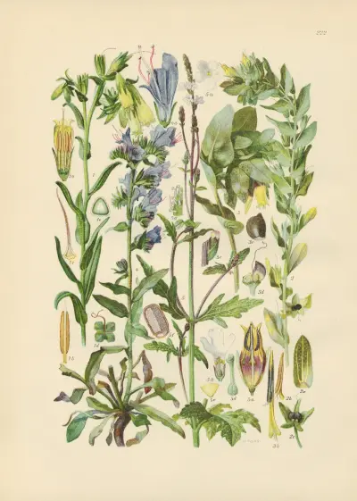 Illustrierte Flora von Mitteleuropa Pl.222 av Gustav Hegi
