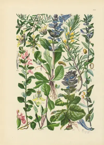 Illustrierte Flora von Mitteleuropa Pl.223 av Gustav Hegi