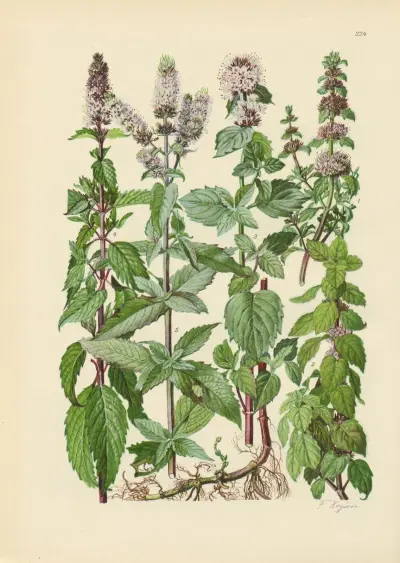 Illustrierte Flora von Mitteleuropa Pl.224 av Gustav Hegi