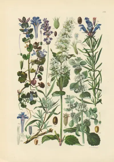Illustrierte Flora von Mitteleuropa Pl.226 av Gustav Hegi