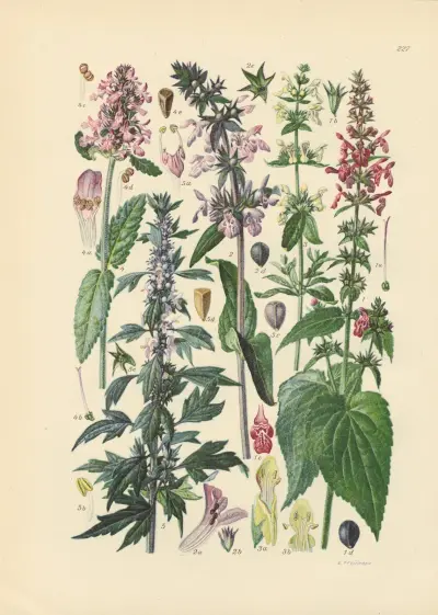 Illustrierte Flora von Mitteleuropa Pl.227 av Gustav Hegi