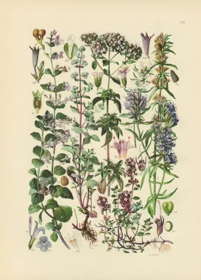 Illustrierte Flora von Mitteleuropa Pl.229 av Gustav Hegi