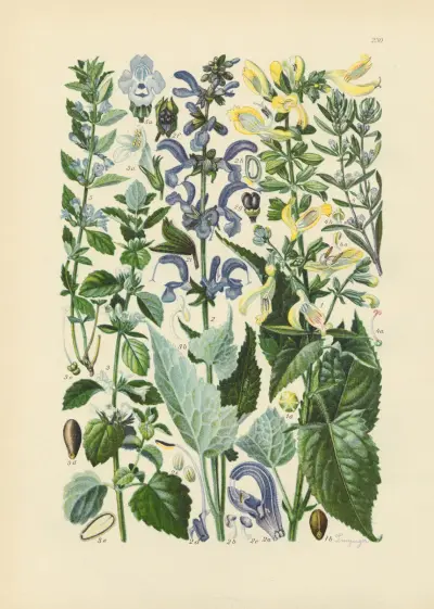 Illustrierte Flora von Mitteleuropa Pl.230 av Gustav Hegi
