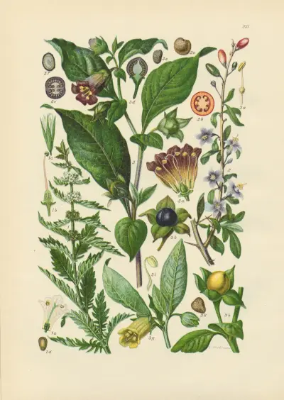 Illustrierte Flora von Mitteleuropa Pl.231 av Gustav Hegi