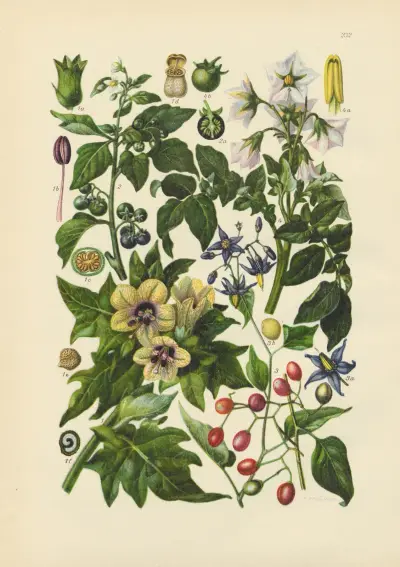 Illustrerad flora från Centraleuropa, plansch 232 av Gustav Hegi