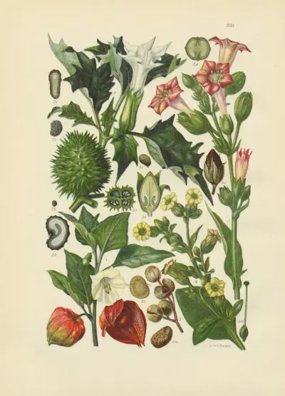 Illustrierte Flora von Mitteleuropa Pl.233 av Gustav Hegi