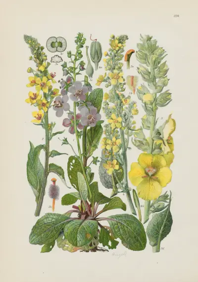 Illustrierte Flora von Mitteleuropa Pl.234 av Gustav Hegi