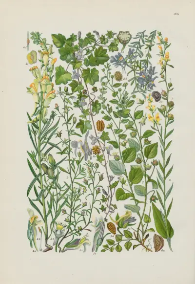 Illustrierte Flora von Mitteleuropa Pl.235 av Gustav Hegi