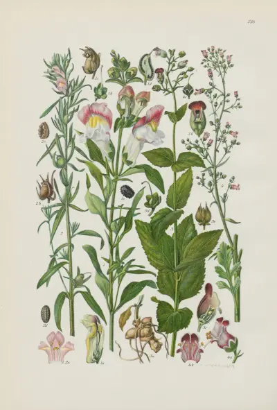 Illustrierte Flora von Mitteleuropa Pl.236 av Gustav Hegi