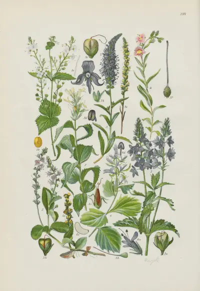 Illustrerad flora över Centraleuropa pl. 238 av Gustav Hegi