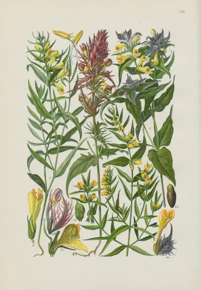 Illustrierte Flora von Mitteleuropa Pl.241 av Gustav Hegi