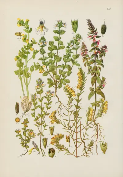 Illustrerad flora från Centraleuropa, plansch 242 av Gustav Hegi