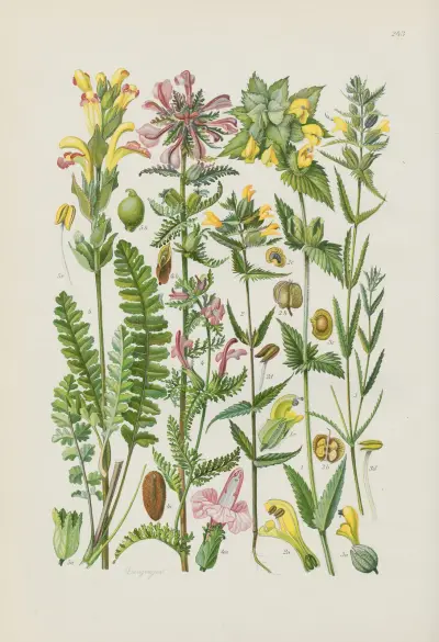 Illustrierte Flora von Mitteleuropa Pl.243 av Gustav Hegi