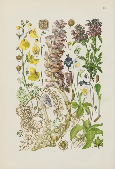 Illustrierte Flora von Mitteleuropa Pl.244 av Gustav Hegi