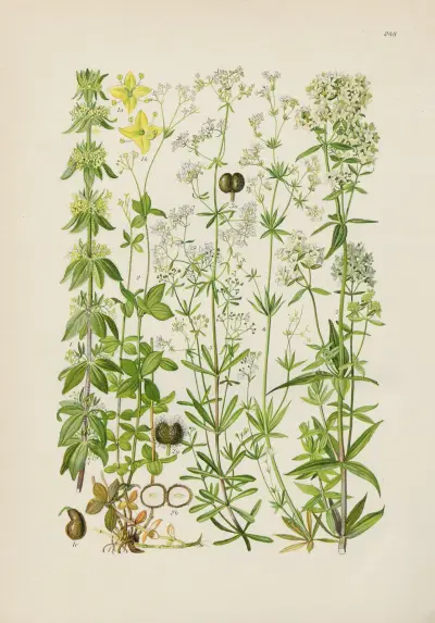Illustrierte Flora von Mitteleuropa Pl.248 av Gustav Hegi