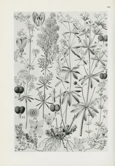 Illustrerad flora över Centraleuropa, plansch 249 av Gustav Hegi