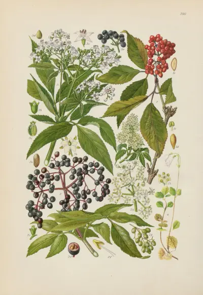 Illustrierte Flora von Mitteleuropa Pl.250 av Gustav Hegi