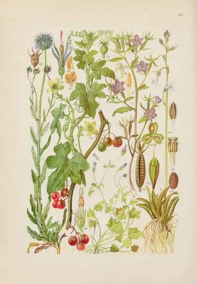 Illustrerade flora över Centraleuropa, plansch 255 av Gustav Hegi
