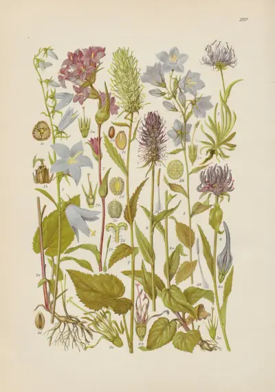 Illustrierte Flora von Mitteleuropa Pl.257 av Gustav Hegi
