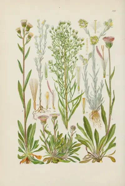 Illustrierte Flora von Mitteleuropa Pl.260 av Gustav Hegi