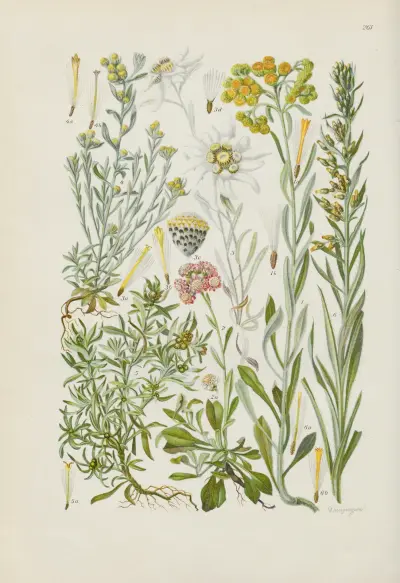 Illustrierte Flora von Mitteleuropa Pl.261 av Gustav Hegi