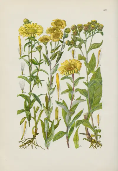 Illustrerad flora över Centraleuropa, plansch 262 av Gustav Hegi
