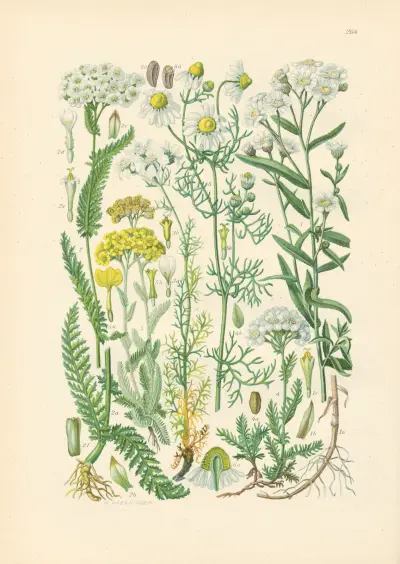 Illustrierte Flora von Mitteleuropa Pl.264 av Gustav Hegi