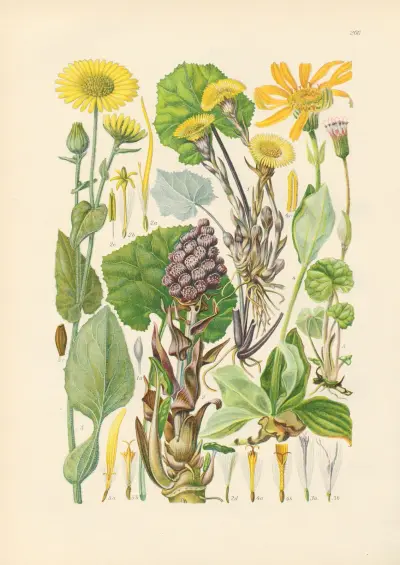 Illustrierte Flora von Mitteleuropa Pl.266 av Gustav Hegi
