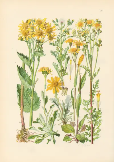 Illustrierte Flora von Mitteleuropa Pl.267 av Gustav Hegi
