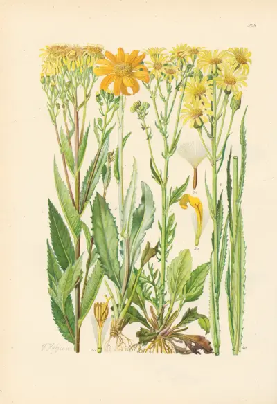 Illustrierte Flora von Mitteleuropa Pl.268 av Gustav Hegi