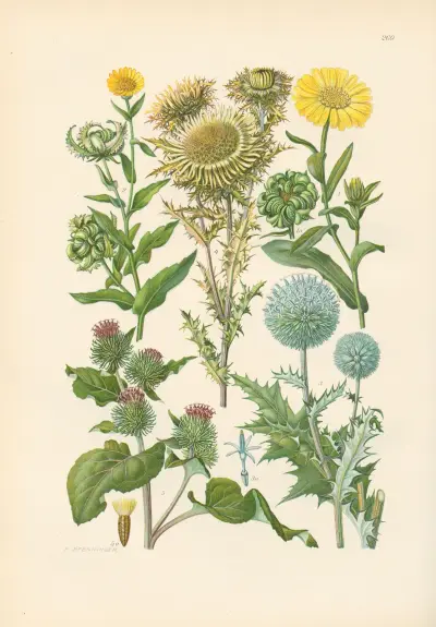 Illustrierte Flora von Mitteleuropa Pl.269 av Gustav Hegi