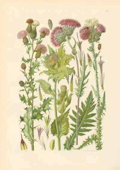 Illustrierte Flora von Mitteleuropa Pl.271 av Gustav Hegi