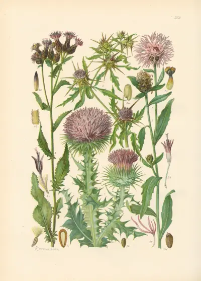 Illustrierte Flora von Mitteleuropa Pl.272 av Gustav Hegi