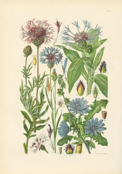 Illustrerad flora för Centraleuropa pl. 273 av Gustav Hegi