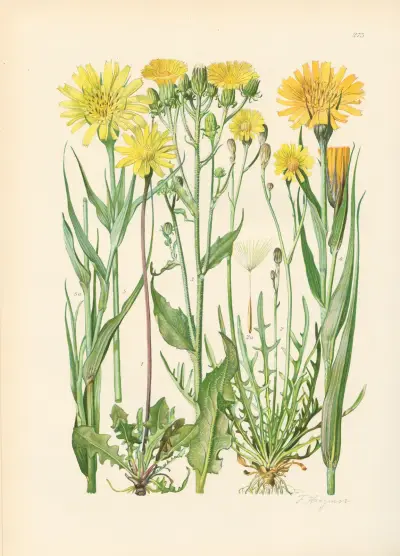 Illustrierte Flora von Mitteleuropa Pl.275 av Gustav Hegi