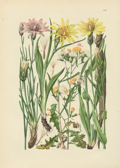 Illustrierte Flora von Mitteleuropa Pl.276 av Gustav Hegi