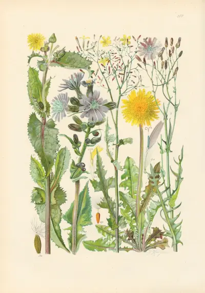 Illustrierte Flora von Mitteleuropa Pl.277 av Gustav Hegi