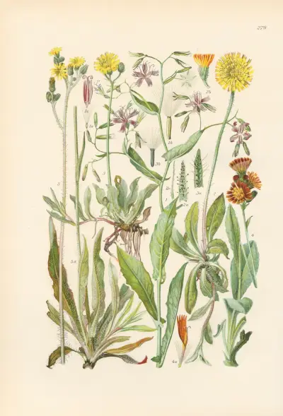 Illustrerad flora över Centraleuropa, plansch 279 av Gustav Hegi