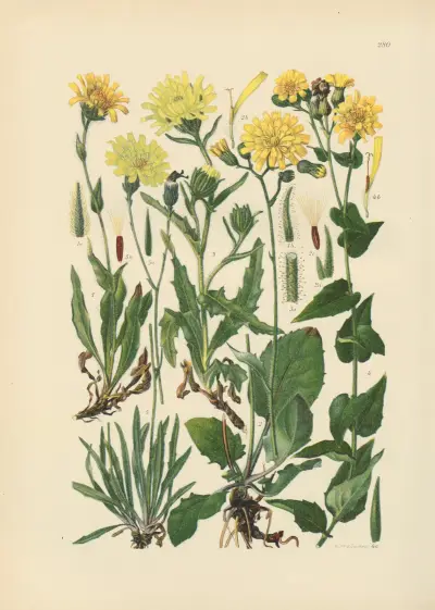 Illustrierte Flora von Mitteleuropa Pl.280 av Gustav Hegi