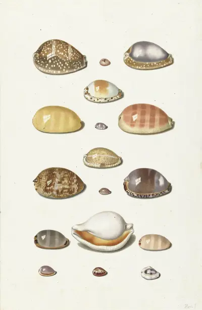 Cowry Shells von Johann Gustav Hoch