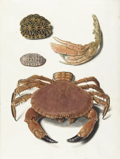 Een krab, een schaar van een krab en twee schilden van schildpadden av Johann Gustav Hoch