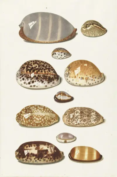 Elf grote en kleine tropische kaurie schelpen von Johann Gustav Hoch