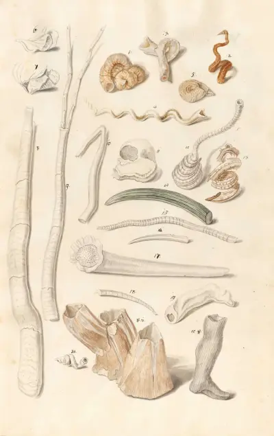 Shells from the collection of the Dukes of Württemberg Pl.01 av Johann Gustav Hoch