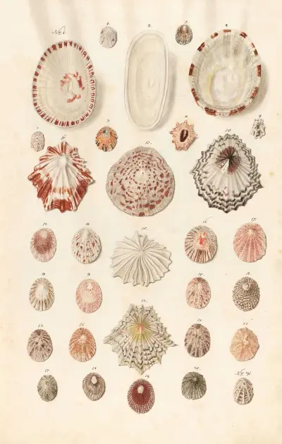 Shells from the collection of the Dukes of Württemberg Pl.02 av Johann Gustav Hoch