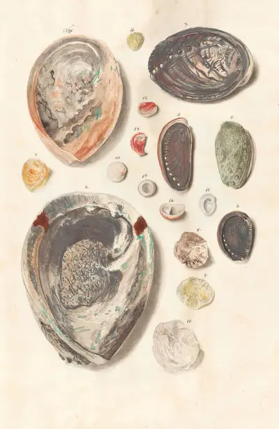 Shells from the collection of the Dukes of Württemberg Pl.03 av Johann Gustav Hoch