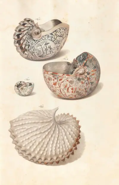 Shells from the collection of the Dukes of Württemberg Pl.04 av Johann Gustav Hoch