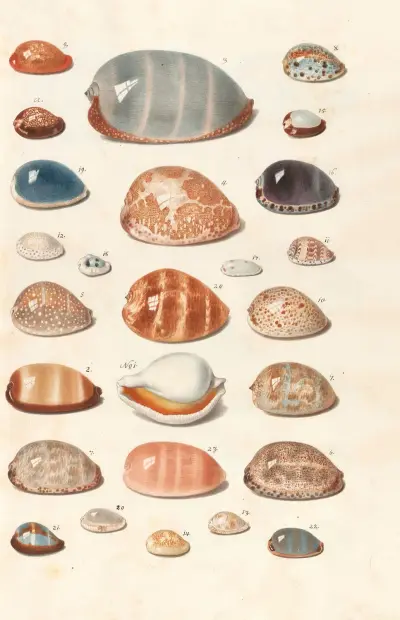 Shells from the collection of the Dukes of Württemberg Pl.06 av Johann Gustav Hoch